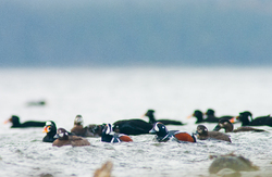 Harlequin Ducks and Surf Scoters - Cortes Island Duck photo