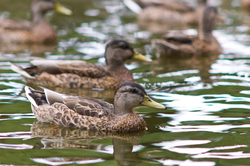 Anas platyrhynchos -  Duck photo