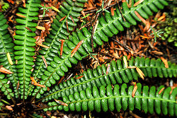 Gilford Island Fern photo