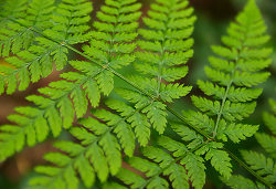 Wood Fern Closeup - Pacific Spirit Park Fern photo