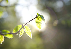Sun Shining Through Filbert Leaves - Slocan Valley Filbert Tree photo