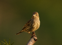 Carpodacus Mexicanus - Cortes Island Finch photo
