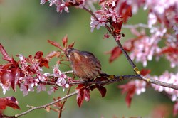 House Finch under Cherry Blossoms - Cortes Island Finch photo
