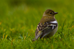 Chaffinch - Aillevillers Finch photo