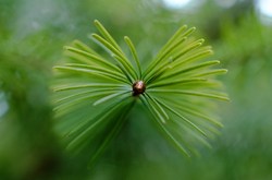 Fir Needles Close Up - Cortes Island Fir Tree photo
