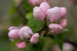 About to bloom -  Flower photo