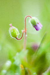 May Flowers -  Flower photo