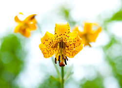 Three Tiger Lily Blossoms - Slocan Valley Flower photo