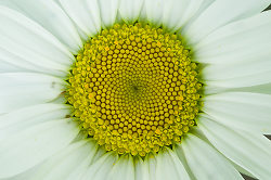 Daisy Face -  Flower photo