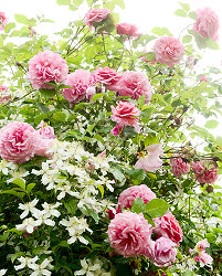 Roses Roses -  Flower photo