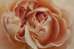 Rose Flower Detail -  Flower photo