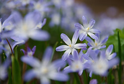 Flowering Squill -  Flower photo