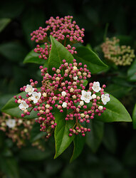 Little Tree Flowers - Campbell River Flower photo