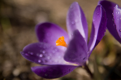 Crocus - Cortes Island Flower photo