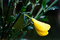 Scotch Broom - Cortes Island Flower photo