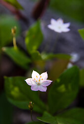 Two Flowers - Cortes Island Flower photo