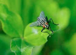 Fly Hi ~ Fly Photo from Aillevillers France.