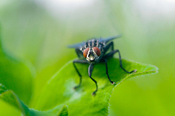 Fly Eyes ~ Fly Photo from Aillevillers France.
