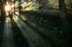 Forest Sunbeams 2 - Cortes Island Forest photo