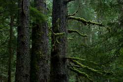 Old-growth Sitka Spruce - Cortes Island Forest photo