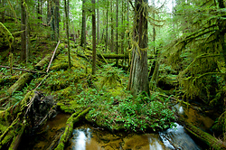 Grandmother Grove - Cortes Island Forest photo