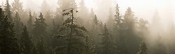 Tree Spirits - Cortes Island Forest photo
