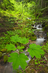 Oplopanax horridus - Slocan Valley Forest photo