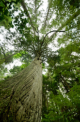 Pacific Red Cedar - Cortes Island Forest photo
