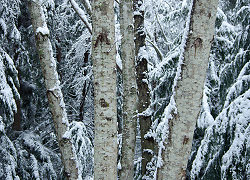 Winter Alder Still-Life  - Cortes Island Forest photo