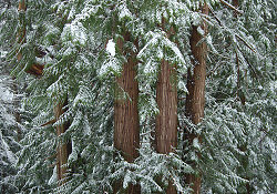 Winter Ceder Still Life - Cortes Island Forest photo