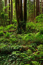 A Wild Spot in Pacific Spirit Park 2 - Vancouver Forest photo