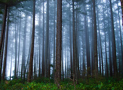 Fog and Fir Trees - Cortes Island Forest photo