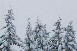 Snow Storm - Cortes Island Forest photo