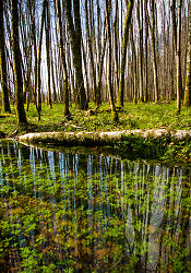 High Water - Aillevillers Forest photo