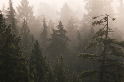 Foggy Forest - Cortes Island Forest photo