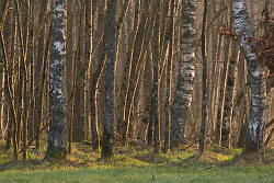 Forest in the Morning - Aillevillers Forest photo
