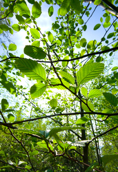 Spring Alder Leaves - Cortes Island Forest photo