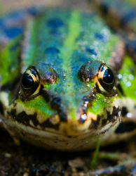  Aillevillers Frog photo