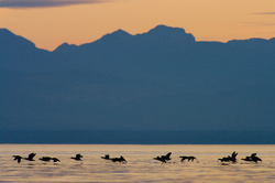 Surf Scoters ~ Scoter Photo from Georgia Strait Canada.