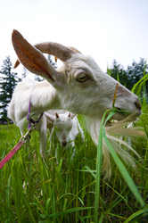 Grazing Goat  -  Goat photo