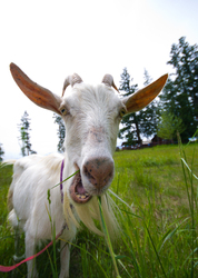 No kidding, It's a Goat! -  Goat photo