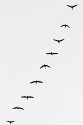 Departure - Cortes Island Goose photo