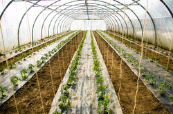 Tommatos -  Green House photo