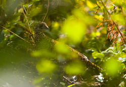 Ruffed Grouse - Calvert Island Grouse photo
