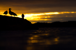 Sunrise Silhouettes - Cortes Island Gull photo
