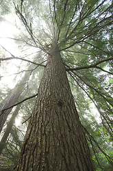 Hemlock Elder - Slocan Valley Hemlock Tree photo