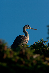 Great Blue Heron in a Tree - Cortes Island Heron photo
