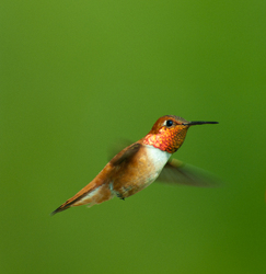 Male Rufus Hummingbird -  Hummingbird photo