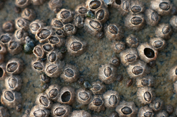 Barnicle Still Life - Cortes Island invertebrate photo