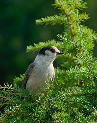 Gray Jey -  Jay photo